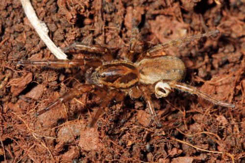 Arctosa villica