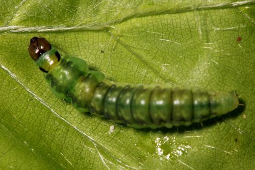 Réf. 87 601 : Ptycholoma lecheana