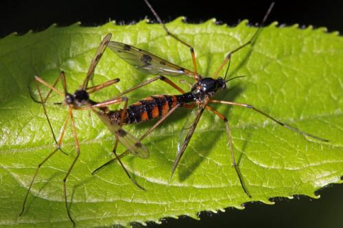 Réf. 87 592 : Ptychoptera contaminata