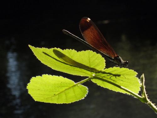 Calopteryx haemorrhoidalis