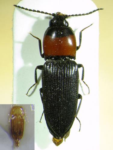 Cardiophorus ruficollis