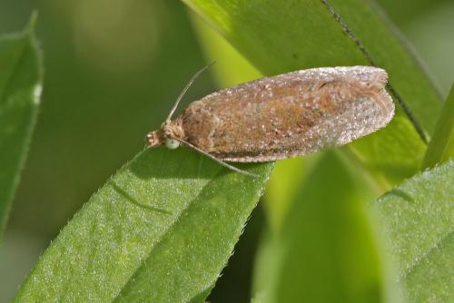 Celypha rufana
