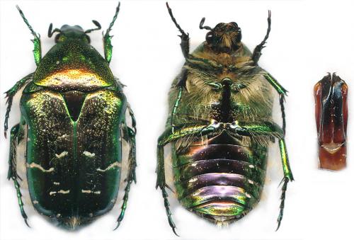 Réf. 87 573 : Cetonia aurata