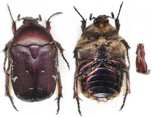 Réf. 87 558 : Protaetia ungarica