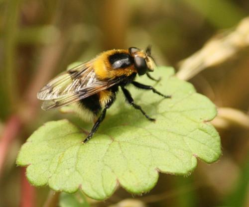 Volucella bombylans