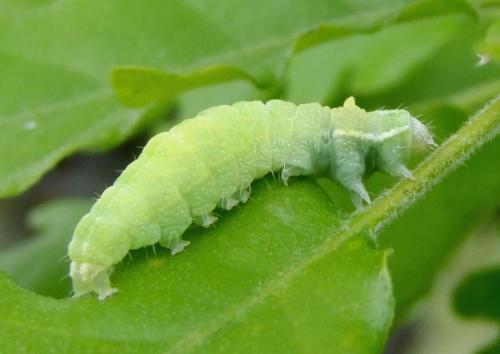 Bena bicolorana