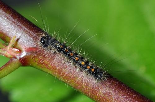 Lymantria dispar