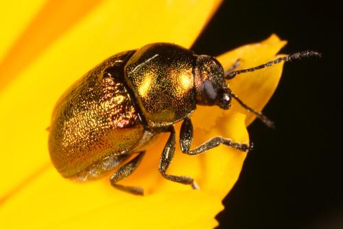 Cryptocephalus sp.