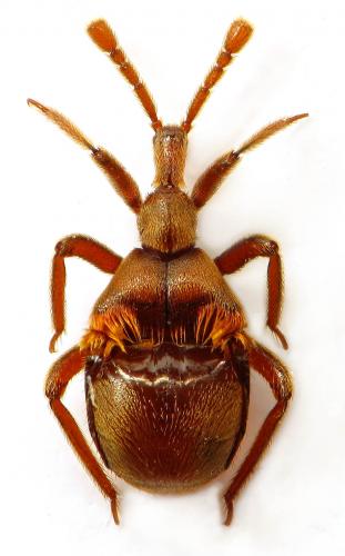 Claviger longicornis