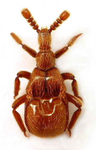 Réf. 87 975 : Claviger testaceus
