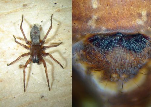 Clubiona reclusa