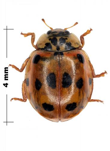 Réf. 87 707 : Adalia decempunctata