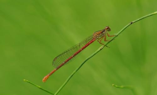 Ceriagrion tenellum
