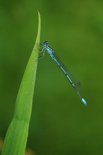 Réf. 87 760 : Coenagrion puella