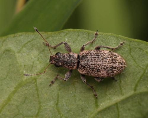 Réf. 87 357 : Polydrusus inustus