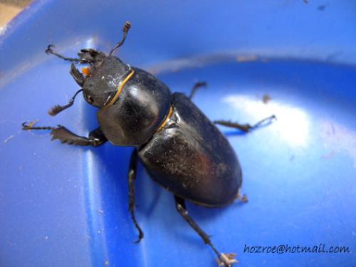 Lucanus cervus