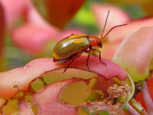 Réf. 87 470 : Candezea semiviolacea