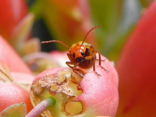 Réf. 87 471 : Candezea semiviolacea