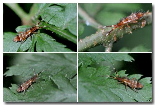 Réf. 87 413 : Orchesella flavescens