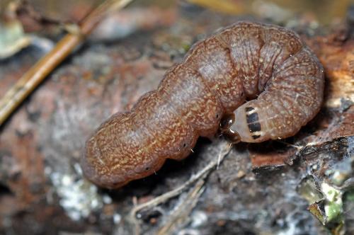 Conistra sp.