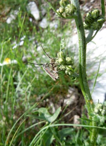 Musaria tirellii