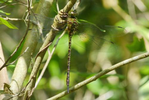 Coryphaeschna viriditas