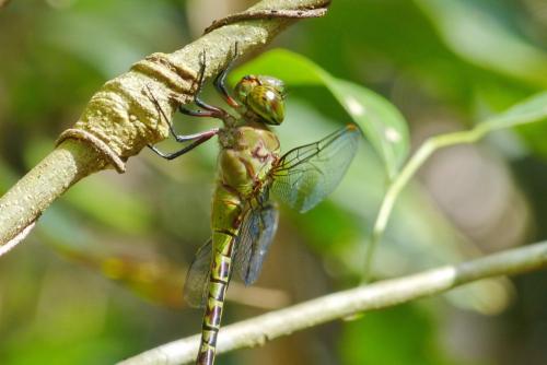 Coryphaeschna viriditas
