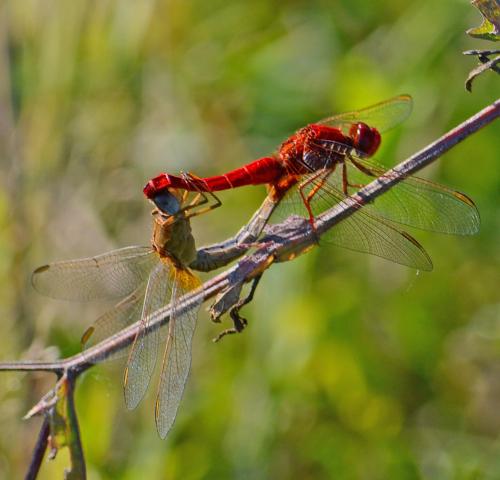 Réf. 87 659 : Crocothemis erythraea
