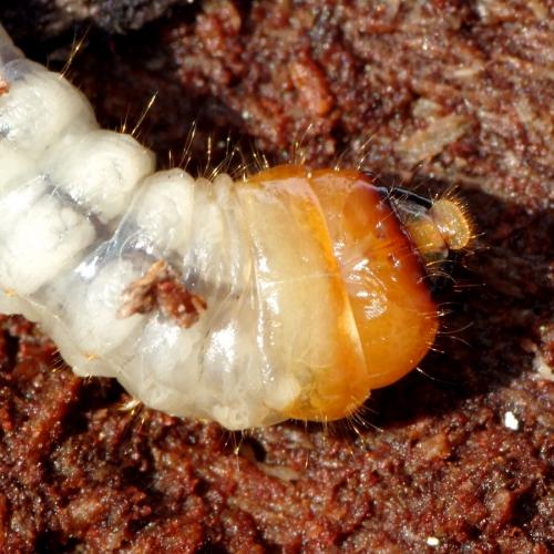 Réf. 87 080 : Rhagium sp.