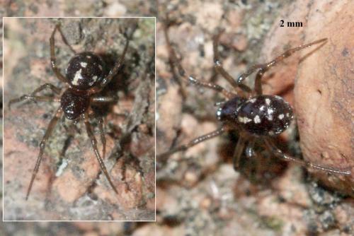 Réf. 87 021 : Crustulina guttata