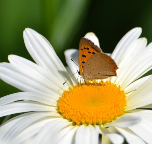 Lycaena phlaeas
