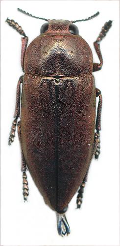 Perotis cuprata