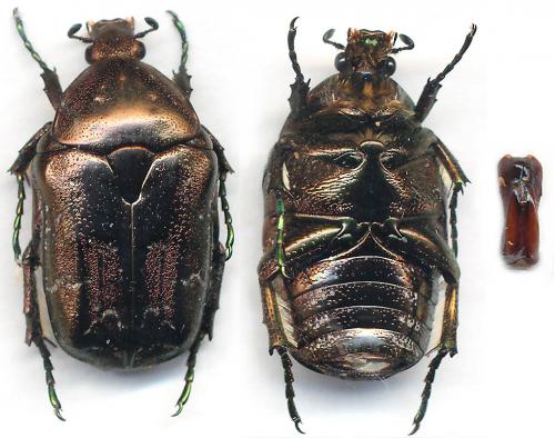Potosia caucasica
