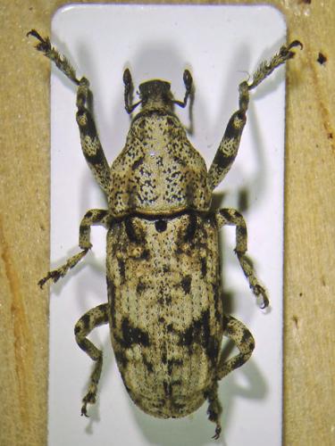 Réf. 87 658 : Gasterocercus depressirostris