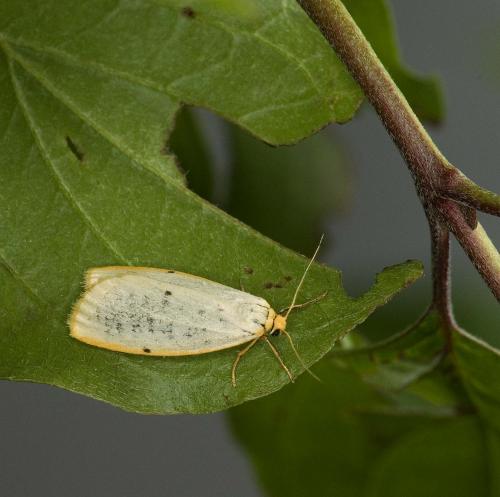 Cybosia mesomella