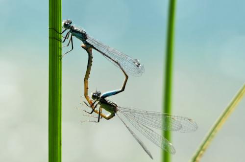 Réf. 87 156 : Ischnura elegans