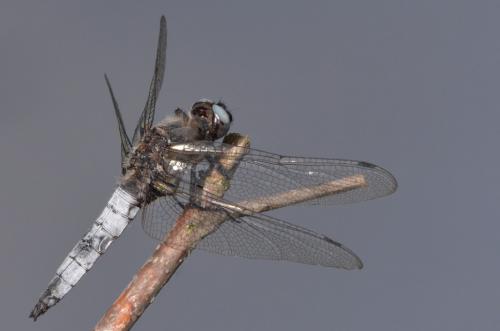 Réf. 87 751 : Libellula fulva