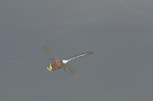 Anax parthenope