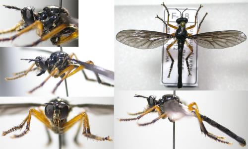 Dioctria oelandica