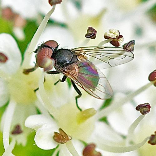 Phasia sp.