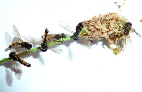 Melanostoma scalare