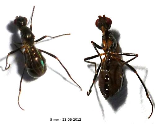 Themira sp.