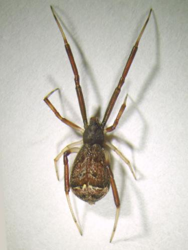 Episinus truncatus