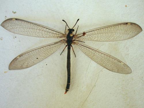 Réf. 87 737 : Myrmeleon formicarius