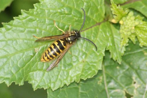 Réf. 87 542 : Vespula sp.