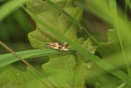 Celypha lacunana
