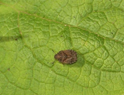 Réf. 87 189 : Sciocoris sp.