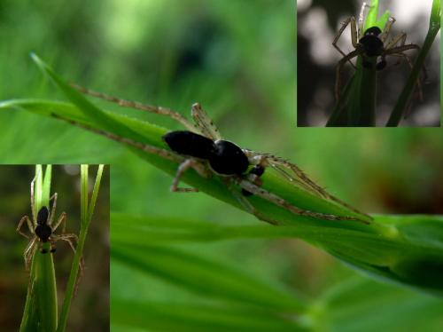 Philodromus dispar