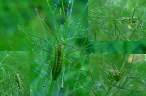 Tettigonia viridissima