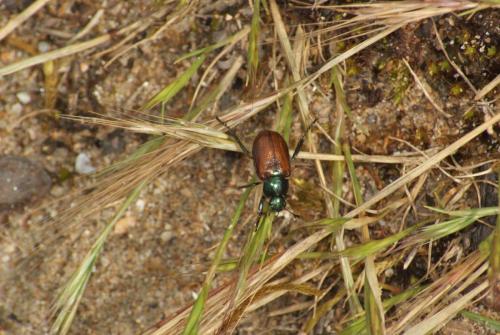 Phyllopertha horticola